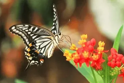 MARIPOSA SOBRE FLOR jigsaw puzzle