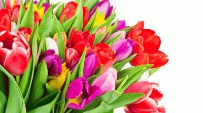 Tulips