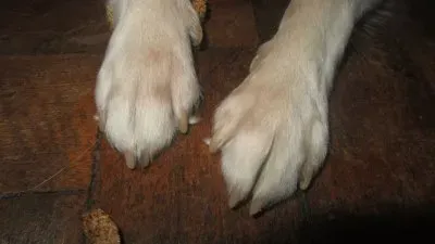 Tango patitas jigsaw puzzle