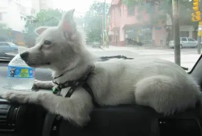 Tango ya no entra en el auto