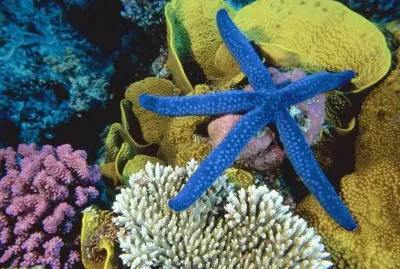 Blue Starfish