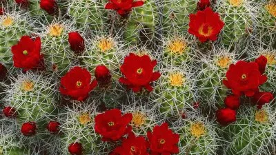 The Desert in Color jigsaw puzzle