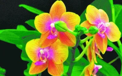 Closeup Orchids