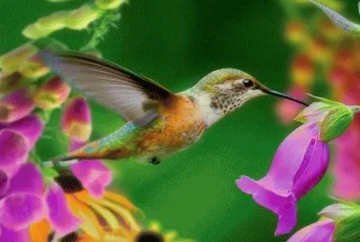 Hummingbird