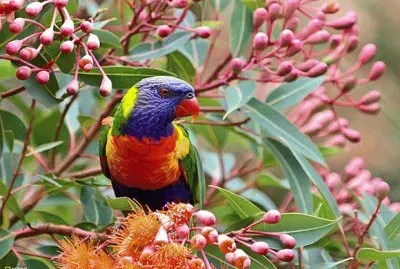 Parrot between the Flower tree
