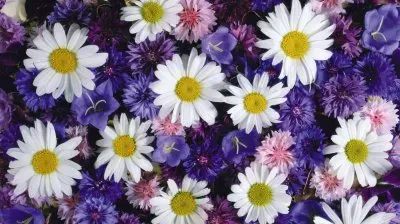 Flowers jigsaw puzzle