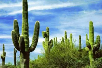 Saguaro in the Arizona Desert