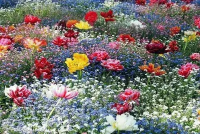 A todo color jigsaw puzzle