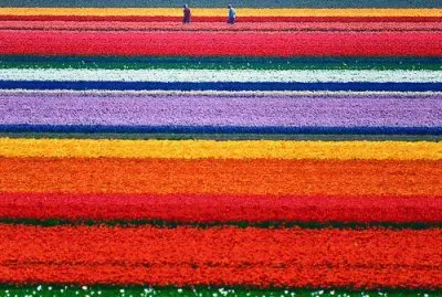Dutch Tulip Fields