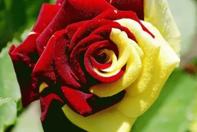 Fantasy Rose jigsaw puzzle