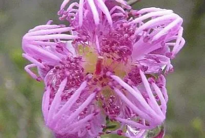 Melaleuca Flower