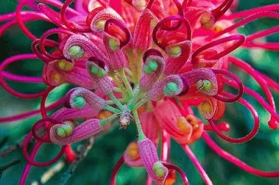 Tropical Colors