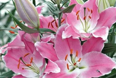 Lilies