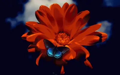 Butterfly on Orange Flower