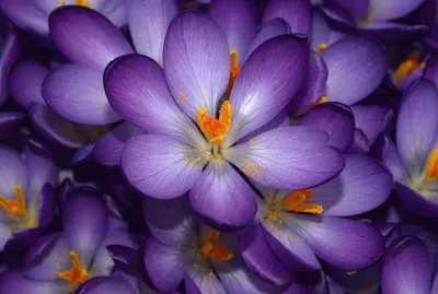 Pink Crocus
