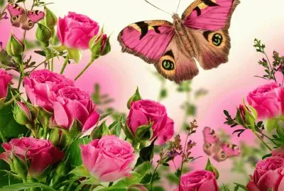 Roses and Butterflies