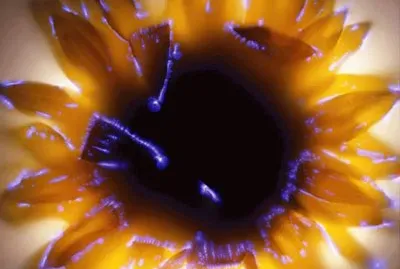 Margarita jigsaw puzzle