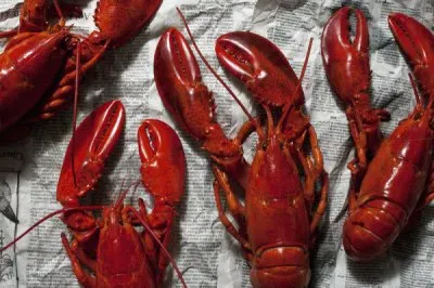 Fresh Lobster