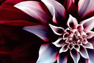 Enigmatic Flower