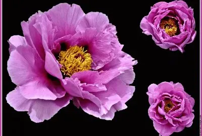 fleurs: pivoine