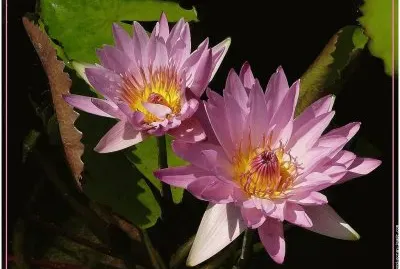 fleurs: nenuphar jigsaw puzzle