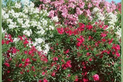 fleurs: laurier rose