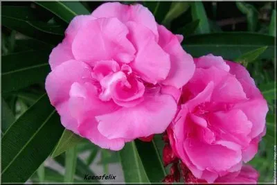 fleurs: laurier rose jigsaw puzzle