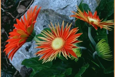 fleurs: gerberas jigsaw puzzle
