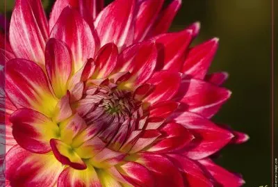 fleurs: dahlia