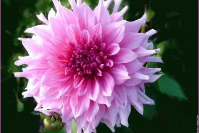 fleurs: dahlia