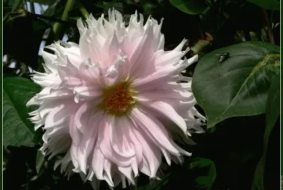 fleurs: dahlia