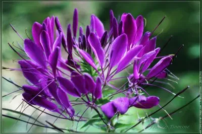 fleurs: cleome