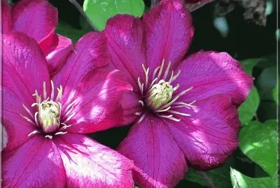 fleurs: clÃ©matite