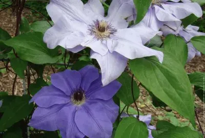 fleurs: clÃ©matite jigsaw puzzle