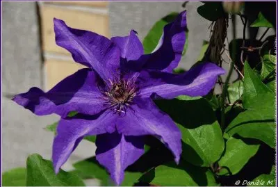 fleurs: clÃ©matite jigsaw puzzle