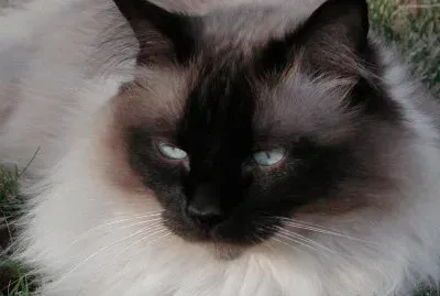 MARSU