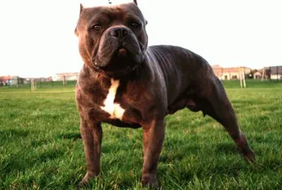 American Bully