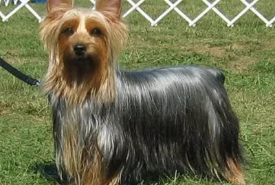 Australian Silky Terrier