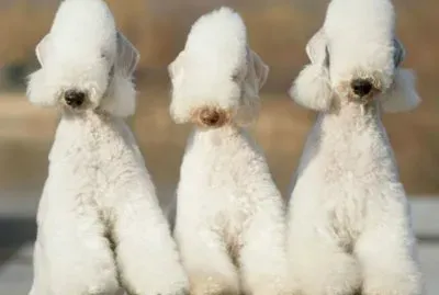 Bedlington Terrier