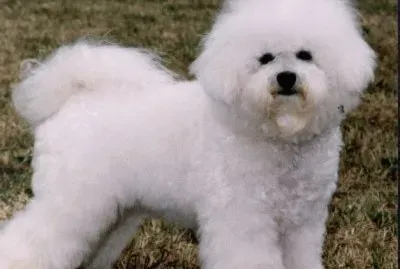 Bichon Frise