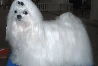 Bichon Maltes