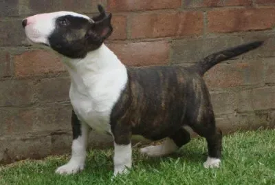 Bull Terrier