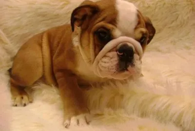 פאזל של Bulldog Ingles