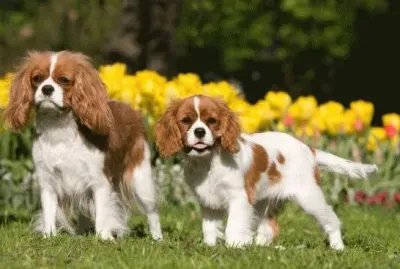 פאזל של Cavalier King Charles Spaniel