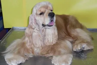 פאזל של Cocker Spaniel Americano