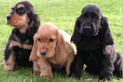 פאזל של Cocker Spaniel Ingles