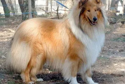 Collie