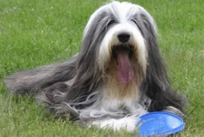 Collie Barbudo
