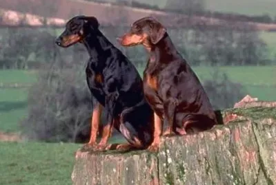 Doberman