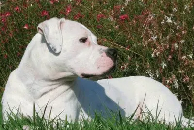 Dogo Argentino
